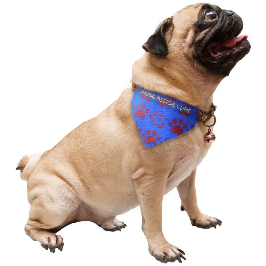 Pet Scarf