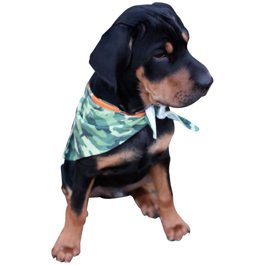 White Triangle Cut Dog Bandana (For Pets up to 50 Pounds)